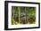 Brazil. A sunbittern foraging along the banks of a river in the Pantanal.-Ralph H. Bendjebar-Framed Photographic Print