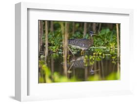 Brazil. A sunbittern foraging along the banks of a river in the Pantanal.-Ralph H. Bendjebar-Framed Photographic Print