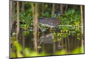 Brazil. A sunbittern foraging along the banks of a river in the Pantanal.-Ralph H. Bendjebar-Mounted Photographic Print