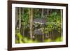 Brazil. A sunbittern foraging along the banks of a river in the Pantanal.-Ralph H. Bendjebar-Framed Photographic Print