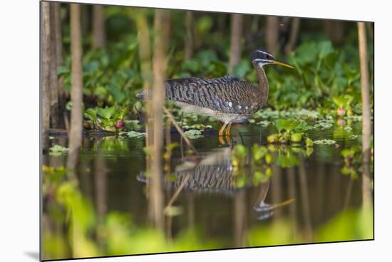 Brazil. A sunbittern foraging along the banks of a river in the Pantanal.-Ralph H. Bendjebar-Mounted Photographic Print