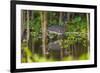 Brazil. A sunbittern foraging along the banks of a river in the Pantanal.-Ralph H. Bendjebar-Framed Premium Photographic Print