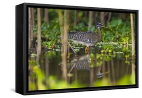 Brazil. A sunbittern foraging along the banks of a river in the Pantanal.-Ralph H. Bendjebar-Framed Stretched Canvas