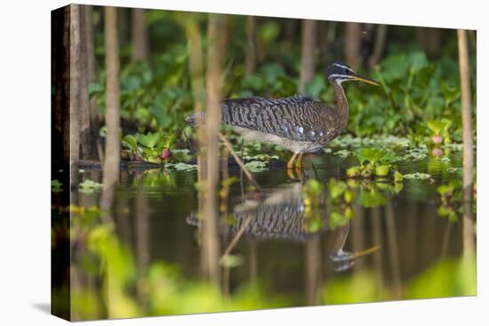 Brazil. A sunbittern foraging along the banks of a river in the Pantanal.-Ralph H. Bendjebar-Stretched Canvas