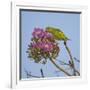 Brazil. A yellow-Chevroned parakeet harvesting the blossoms of a pink trumpet tree in the Pantanal.-Ralph H. Bendjebar-Framed Photographic Print