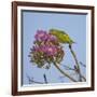 Brazil. A yellow-Chevroned parakeet harvesting the blossoms of a pink trumpet tree in the Pantanal.-Ralph H. Bendjebar-Framed Photographic Print