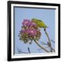 Brazil. A yellow-Chevroned parakeet harvesting the blossoms of a pink trumpet tree in the Pantanal.-Ralph H. Bendjebar-Framed Photographic Print