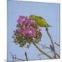 Brazil. A yellow-Chevroned parakeet harvesting the blossoms of a pink trumpet tree in the Pantanal.-Ralph H. Bendjebar-Mounted Photographic Print