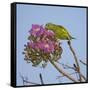 Brazil. A yellow-Chevroned parakeet harvesting the blossoms of a pink trumpet tree in the Pantanal.-Ralph H. Bendjebar-Framed Stretched Canvas