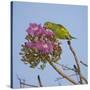 Brazil. A yellow-Chevroned parakeet harvesting the blossoms of a pink trumpet tree in the Pantanal.-Ralph H. Bendjebar-Stretched Canvas