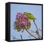 Brazil. A yellow-Chevroned parakeet harvesting the blossoms of a pink trumpet tree in the Pantanal.-Ralph H. Bendjebar-Framed Stretched Canvas