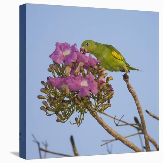 Brazil. A yellow-Chevroned parakeet harvesting the blossoms of a pink trumpet tree in the Pantanal.-Ralph H. Bendjebar-Stretched Canvas