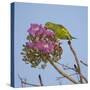 Brazil. A yellow-Chevroned parakeet harvesting the blossoms of a pink trumpet tree in the Pantanal.-Ralph H. Bendjebar-Stretched Canvas