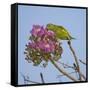 Brazil. A yellow-Chevroned parakeet harvesting the blossoms of a pink trumpet tree in the Pantanal.-Ralph H. Bendjebar-Framed Stretched Canvas