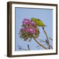 Brazil. A yellow-Chevroned parakeet harvesting the blossoms of a pink trumpet tree in the Pantanal.-Ralph H. Bendjebar-Framed Photographic Print