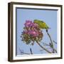 Brazil. A yellow-Chevroned parakeet harvesting the blossoms of a pink trumpet tree in the Pantanal.-Ralph H. Bendjebar-Framed Photographic Print