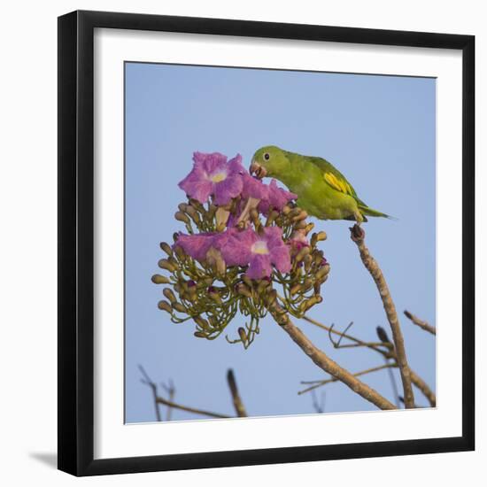 Brazil. A yellow-Chevroned parakeet harvesting the blossoms of a pink trumpet tree in the Pantanal.-Ralph H. Bendjebar-Framed Photographic Print