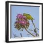 Brazil. A yellow-Chevroned parakeet harvesting the blossoms of a pink trumpet tree in the Pantanal.-Ralph H. Bendjebar-Framed Photographic Print