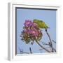 Brazil. A yellow-Chevroned parakeet harvesting the blossoms of a pink trumpet tree in the Pantanal.-Ralph H. Bendjebar-Framed Photographic Print