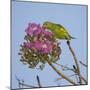 Brazil. A yellow-Chevroned parakeet harvesting the blossoms of a pink trumpet tree in the Pantanal.-Ralph H. Bendjebar-Mounted Photographic Print