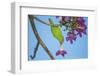 Brazil. A yellow-Chevroned parakeet harvesting the blossoms of a pink trumpet tree in the Pantanal.-Ralph H. Bendjebar-Framed Photographic Print