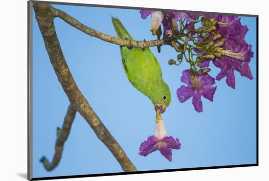 Brazil. A yellow-Chevroned parakeet harvesting the blossoms of a pink trumpet tree in the Pantanal.-Ralph H. Bendjebar-Mounted Photographic Print