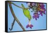 Brazil. A yellow-Chevroned parakeet harvesting the blossoms of a pink trumpet tree in the Pantanal.-Ralph H. Bendjebar-Framed Stretched Canvas