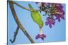 Brazil. A yellow-Chevroned parakeet harvesting the blossoms of a pink trumpet tree in the Pantanal.-Ralph H. Bendjebar-Stretched Canvas