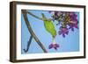 Brazil. A yellow-Chevroned parakeet harvesting the blossoms of a pink trumpet tree in the Pantanal.-Ralph H. Bendjebar-Framed Photographic Print