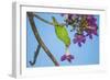 Brazil. A yellow-Chevroned parakeet harvesting the blossoms of a pink trumpet tree in the Pantanal.-Ralph H. Bendjebar-Framed Photographic Print