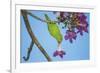 Brazil. A yellow-Chevroned parakeet harvesting the blossoms of a pink trumpet tree in the Pantanal.-Ralph H. Bendjebar-Framed Premium Photographic Print