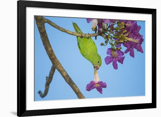 Brazil. A yellow-Chevroned parakeet harvesting the blossoms of a pink trumpet tree in the Pantanal.-Ralph H. Bendjebar-Framed Premium Photographic Print