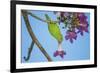 Brazil. A yellow-Chevroned parakeet harvesting the blossoms of a pink trumpet tree in the Pantanal.-Ralph H. Bendjebar-Framed Premium Photographic Print