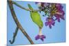 Brazil. A yellow-Chevroned parakeet harvesting the blossoms of a pink trumpet tree in the Pantanal.-Ralph H. Bendjebar-Mounted Premium Photographic Print