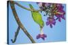 Brazil. A yellow-Chevroned parakeet harvesting the blossoms of a pink trumpet tree in the Pantanal.-Ralph H. Bendjebar-Stretched Canvas