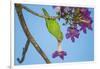 Brazil. A yellow-Chevroned parakeet harvesting the blossoms of a pink trumpet tree in the Pantanal.-Ralph H. Bendjebar-Framed Photographic Print