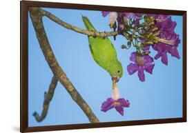 Brazil. A yellow-Chevroned parakeet harvesting the blossoms of a pink trumpet tree in the Pantanal.-Ralph H. Bendjebar-Framed Photographic Print