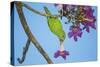 Brazil. A yellow-Chevroned parakeet harvesting the blossoms of a pink trumpet tree in the Pantanal.-Ralph H. Bendjebar-Stretched Canvas