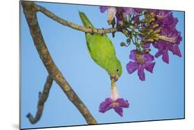 Brazil. A yellow-Chevroned parakeet harvesting the blossoms of a pink trumpet tree in the Pantanal.-Ralph H. Bendjebar-Mounted Photographic Print