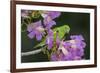 Brazil. A yellow-Chevroned parakeet harvesting the blossoms of a pink trumpet tree in the Pantanal.-Ralph H. Bendjebar-Framed Premium Photographic Print