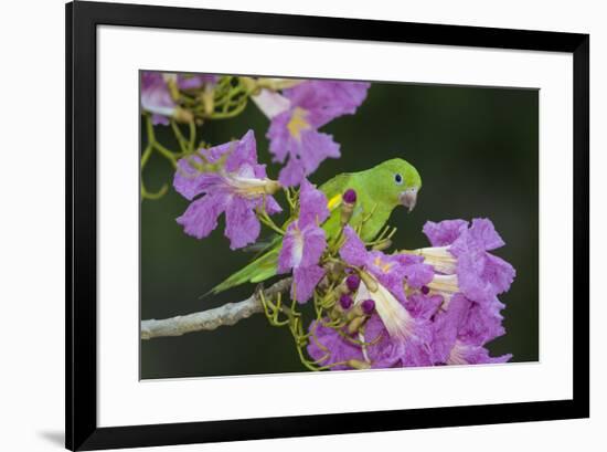 Brazil. A yellow-Chevroned parakeet harvesting the blossoms of a pink trumpet tree in the Pantanal.-Ralph H. Bendjebar-Framed Premium Photographic Print