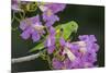 Brazil. A yellow-Chevroned parakeet harvesting the blossoms of a pink trumpet tree in the Pantanal.-Ralph H. Bendjebar-Mounted Premium Photographic Print