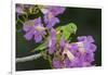 Brazil. A yellow-Chevroned parakeet harvesting the blossoms of a pink trumpet tree in the Pantanal.-Ralph H. Bendjebar-Framed Photographic Print