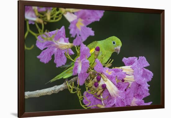 Brazil. A yellow-Chevroned parakeet harvesting the blossoms of a pink trumpet tree in the Pantanal.-Ralph H. Bendjebar-Framed Photographic Print