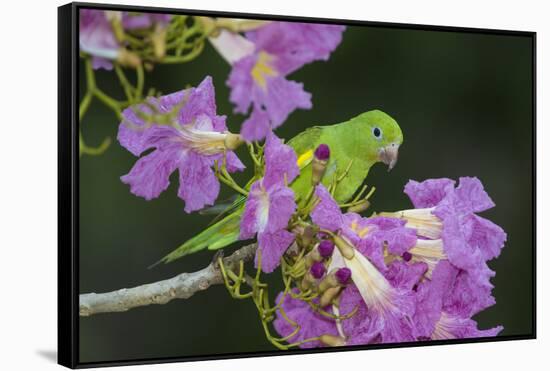 Brazil. A yellow-Chevroned parakeet harvesting the blossoms of a pink trumpet tree in the Pantanal.-Ralph H. Bendjebar-Framed Stretched Canvas