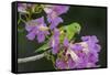 Brazil. A yellow-Chevroned parakeet harvesting the blossoms of a pink trumpet tree in the Pantanal.-Ralph H. Bendjebar-Framed Stretched Canvas