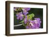 Brazil. A yellow-Chevroned parakeet harvesting the blossoms of a pink trumpet tree in the Pantanal.-Ralph H. Bendjebar-Framed Photographic Print