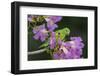 Brazil. A yellow-Chevroned parakeet harvesting the blossoms of a pink trumpet tree in the Pantanal.-Ralph H. Bendjebar-Framed Photographic Print