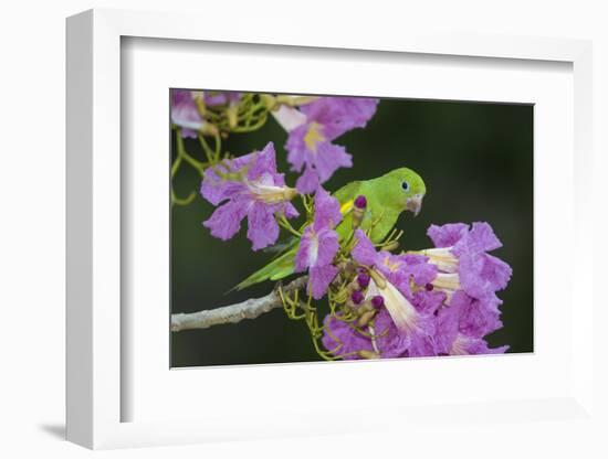 Brazil. A yellow-Chevroned parakeet harvesting the blossoms of a pink trumpet tree in the Pantanal.-Ralph H. Bendjebar-Framed Photographic Print