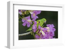 Brazil. A yellow-Chevroned parakeet harvesting the blossoms of a pink trumpet tree in the Pantanal.-Ralph H. Bendjebar-Framed Photographic Print